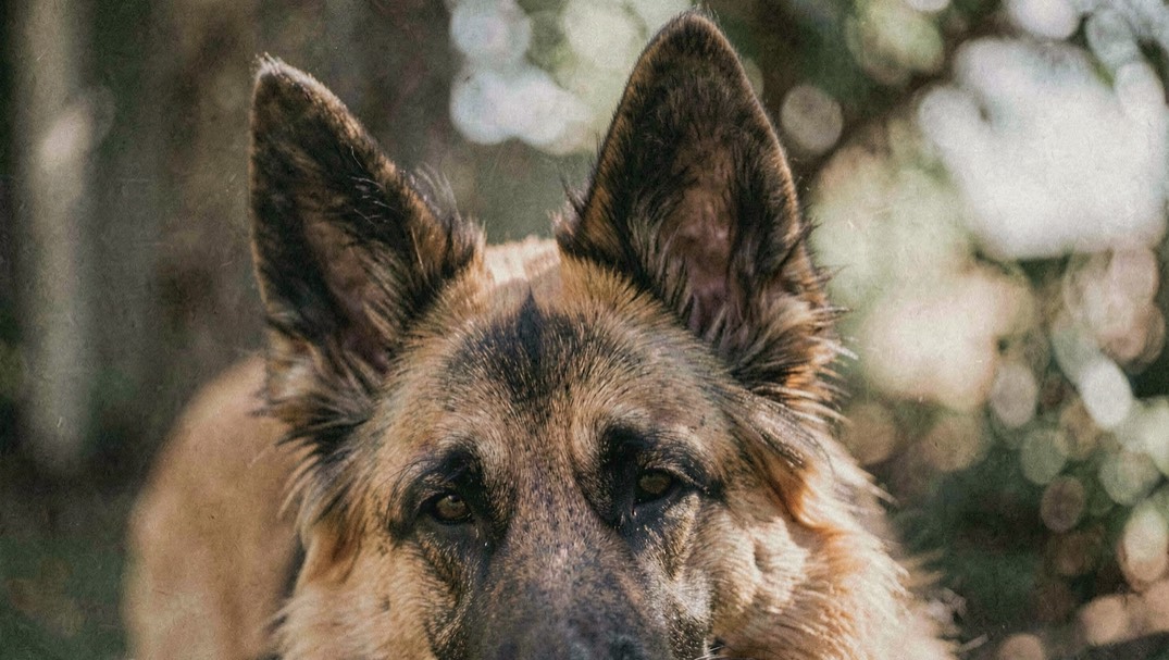 Nahaufnahme des kurzhaarigen falbfarbenen Fells und eines aufrecht dreieckigen Ohrs eines Belgischen Schäferhundes mit dunklen Haarspitzen und schwarzer Maske im Streiflicht